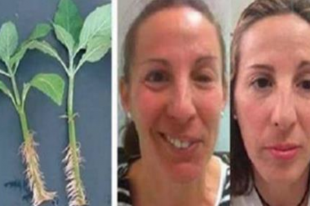 المريمية (القصعين) : 16 فائدة صحية و7 وصفات علاجية