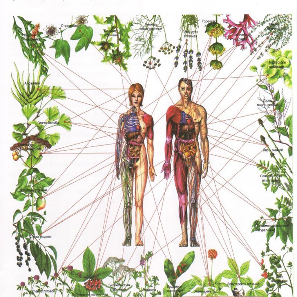 Тело человека растет растет. Лекарственные растения и человек. Лекарственные растения в древности. Здоровье человека и лекарственные растения. Организм растения.