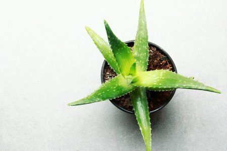6 نبتات تنقي هواء المنزل وتطرد السموم والعفن منه