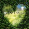 نبتات في منازلنا