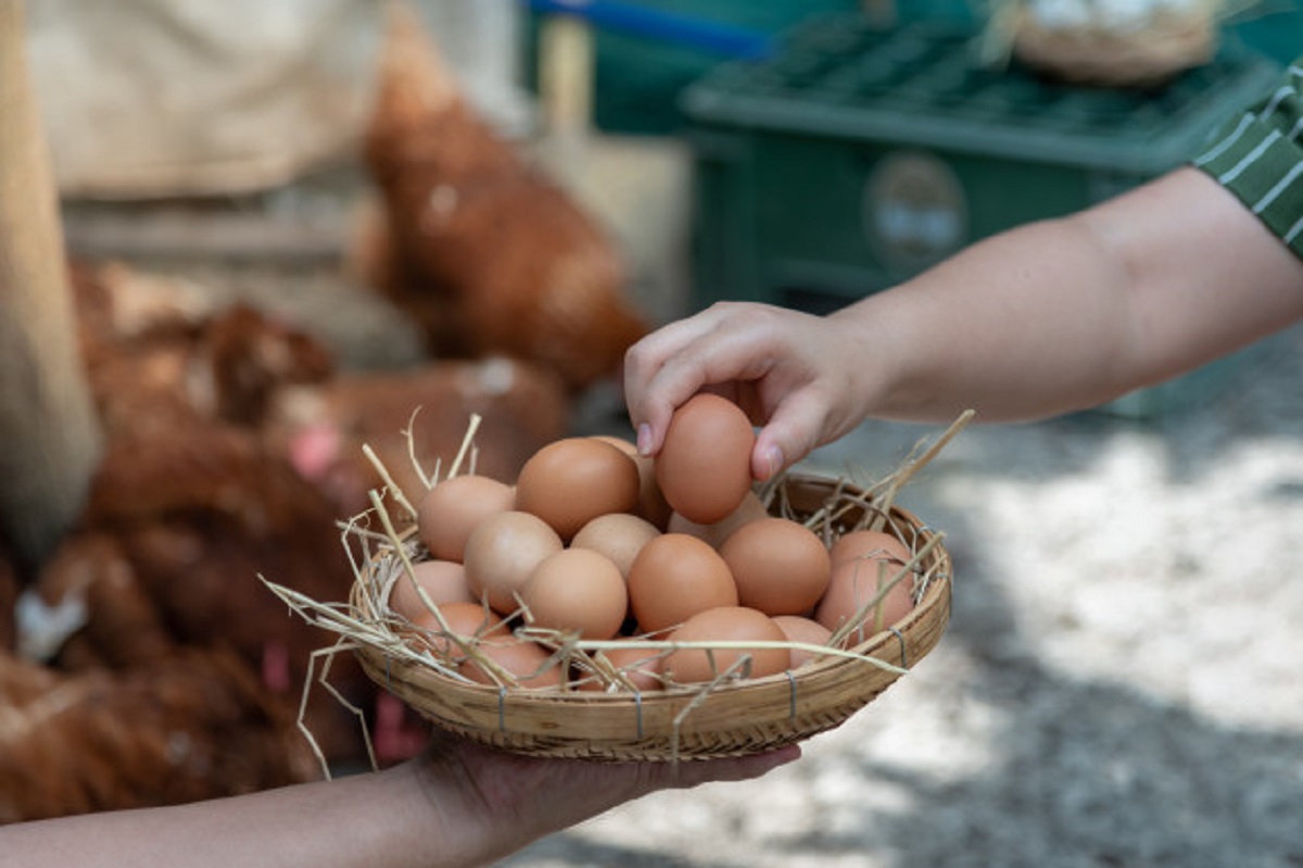 كيف تحصلون من دجاجاتكم على بيض صحي وجميل طوال السنة Healthy-egg