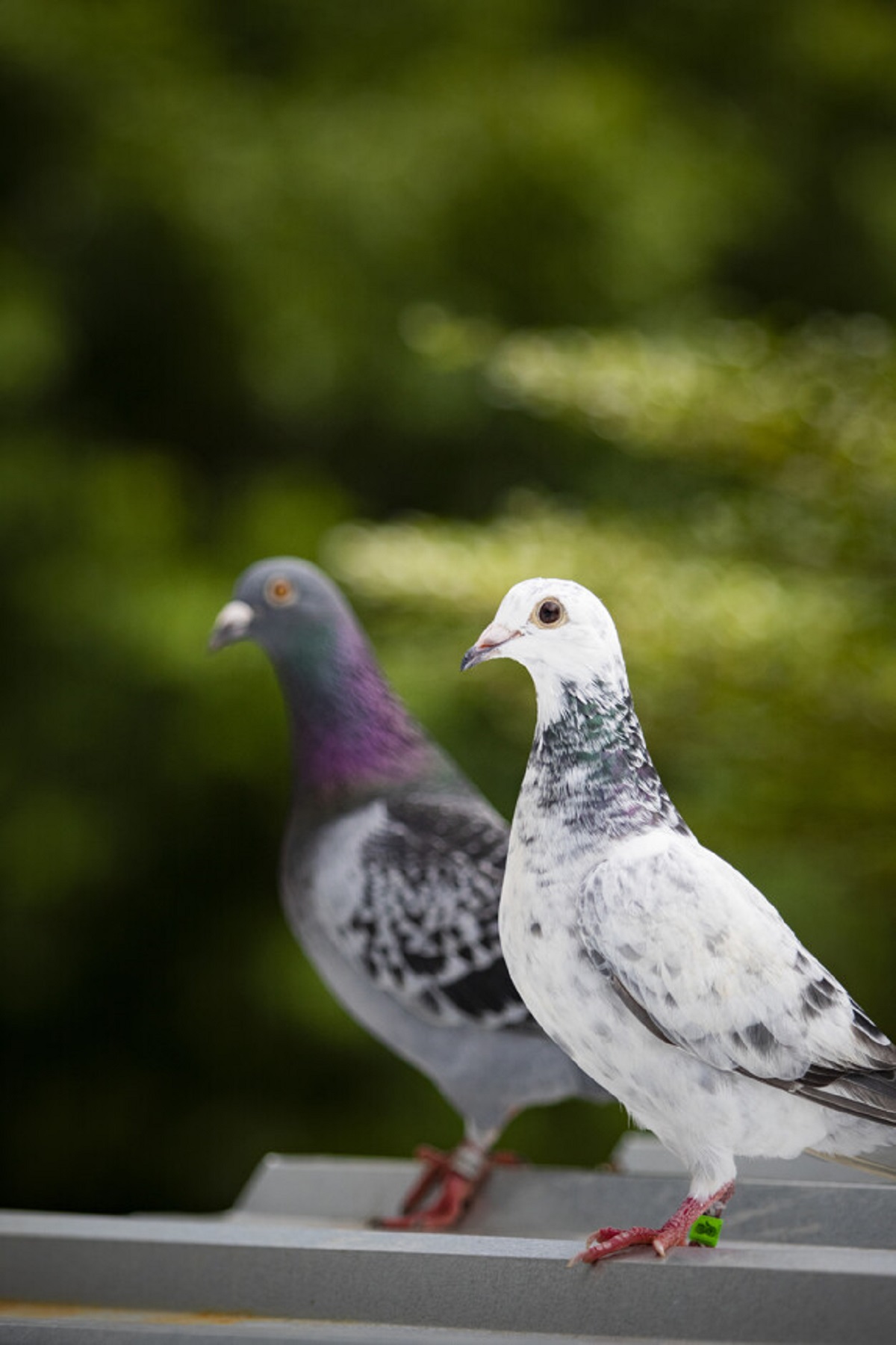 طيور الحمام: ما هو الحل الطبيعي لإبعادها عن منزلكم وشرفتكم ؟ Pigeon