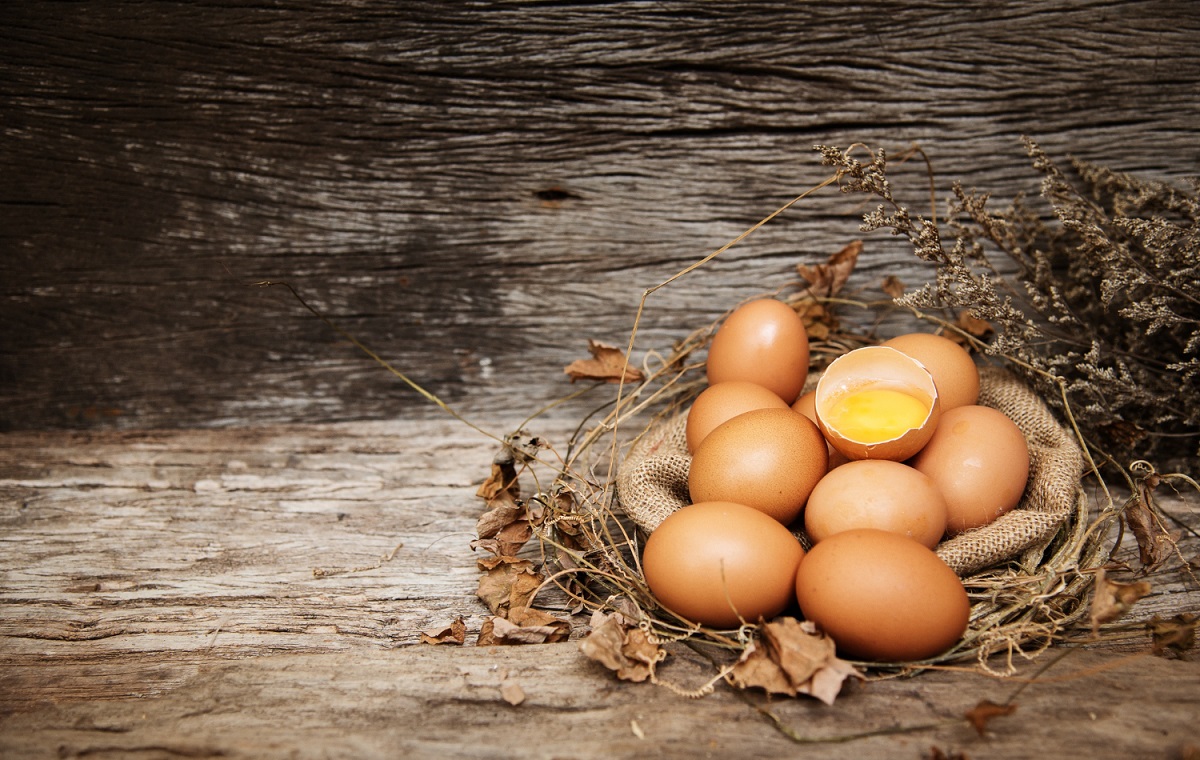لماذا تأكل بعض الدجاجات البيض أو تكسره ؟ وما هو الحل ؟ %D8%A7%D9%84%D8%AF%D8%AC%D8%A7%D8%AC-%D9%8A%D9%83%D8%B3%D8%B1-%D8%A7%D9%84%D8%A8%D9%8A%D8%B6