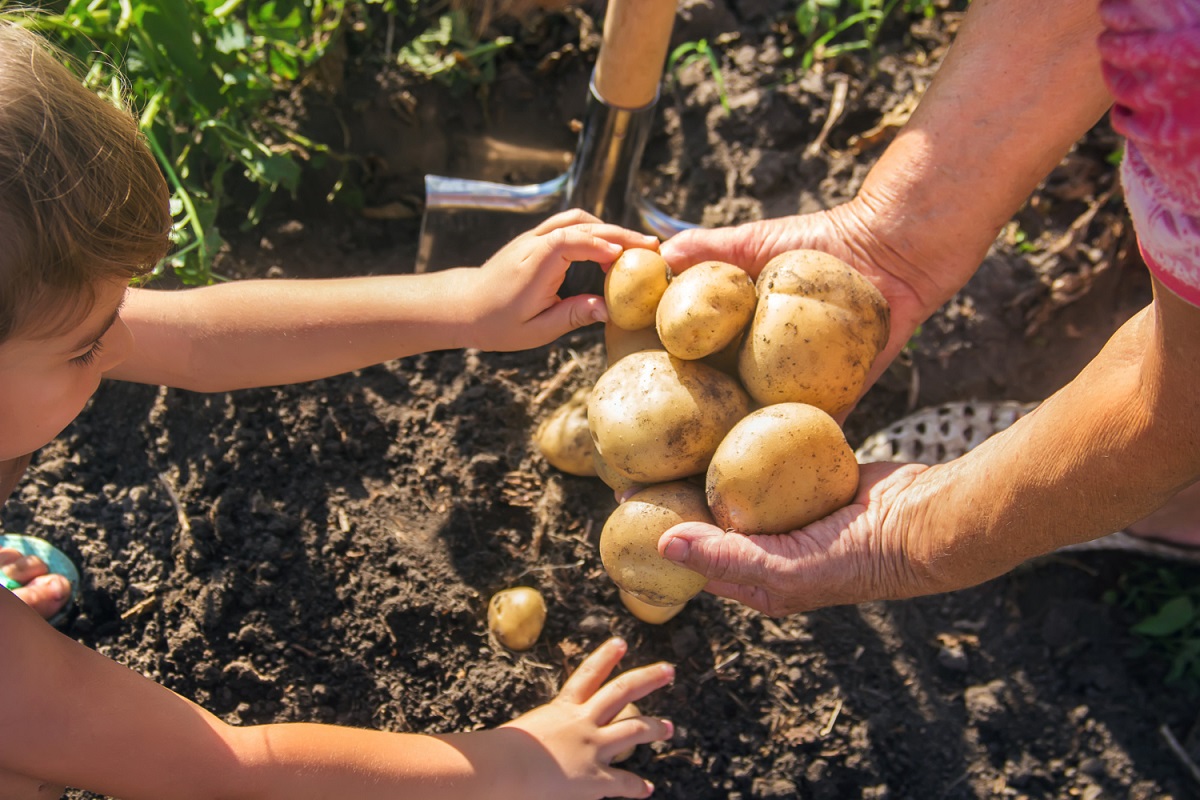 Нужно ли поливать картошку. Высокий урожай картофеля с маленького участка. Казахстан старушка собирает картошку. Раскраска выкапывание картофеля. Сажаем картошку красивое фото.