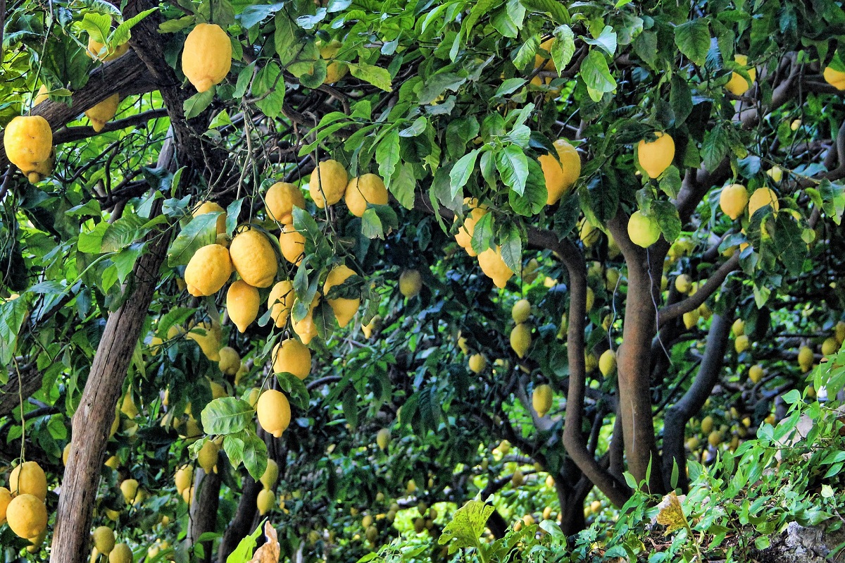 زراعة شجرة الليمون الحامض