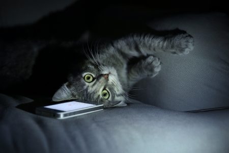 هرّكم يوقظكم ليلاً باستمرار: 4 أسباب وحلول