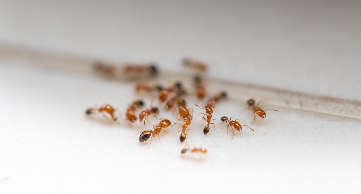 منع النمل
