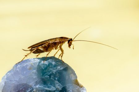 كيف تمنعون الصراصير من دخول منزلكم؟ 7 نصائح أثبتت فعاليتها