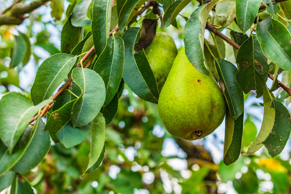closeup-pears-tree-branches-surrounded-by-greenery