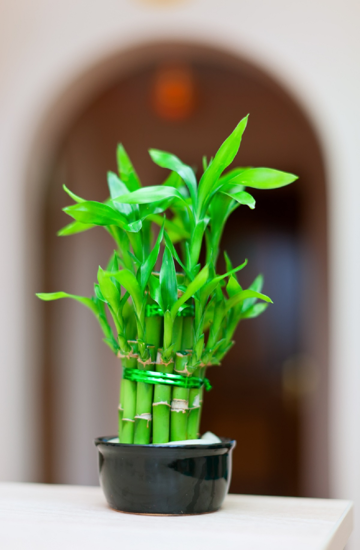 lucky-bamboo-plant-pot