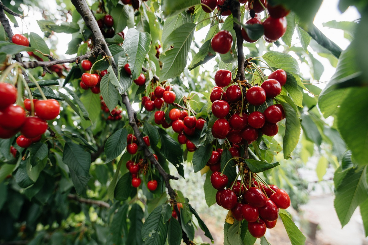 ripe-bunches-red-cherries-branches-tree