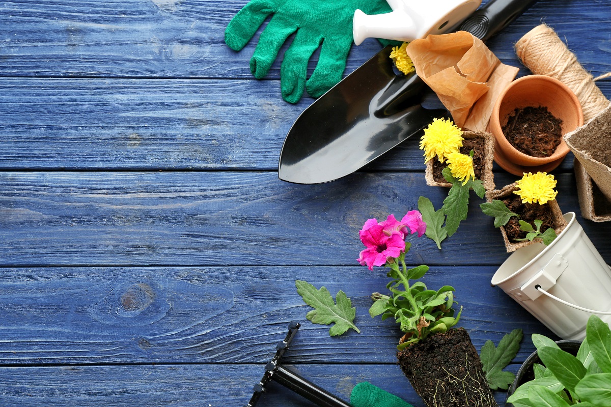 Plants and gardening tools on wooden background