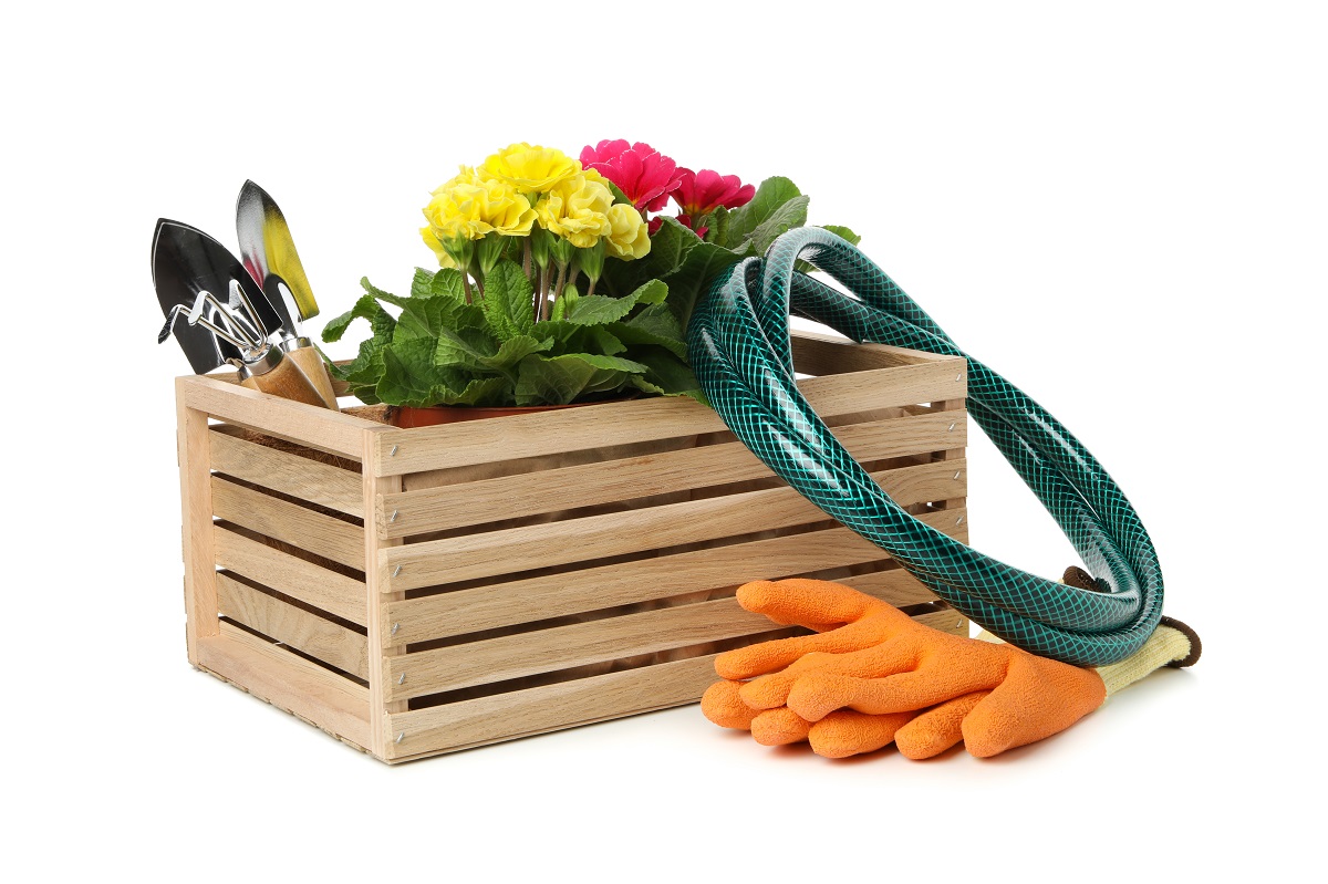 Wooden box, gardening tools and flowers isolated on white backgr