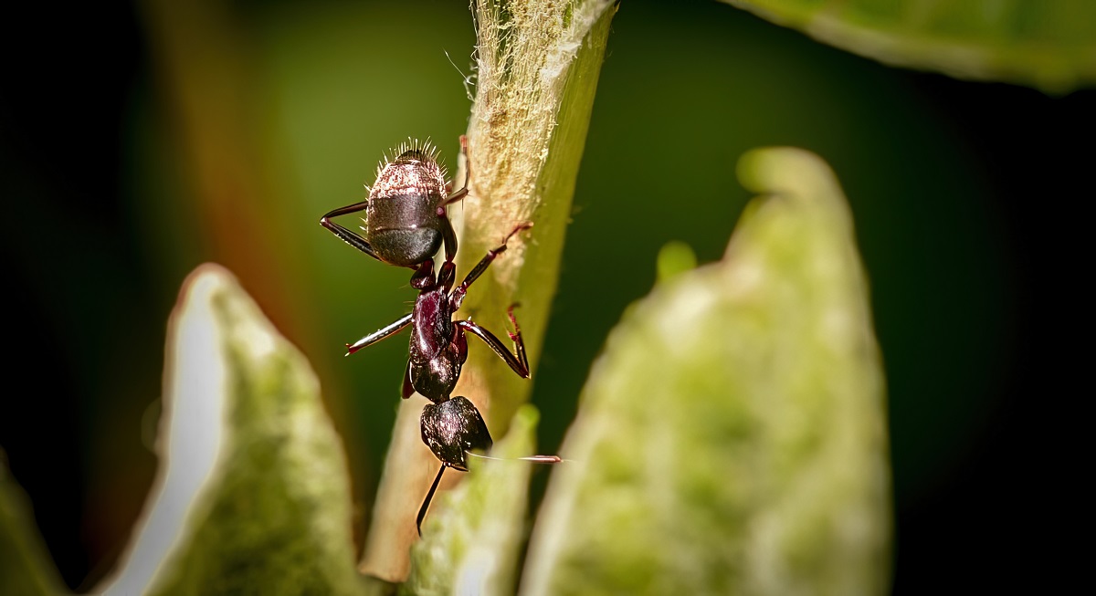 نباتات تبعد النمل
